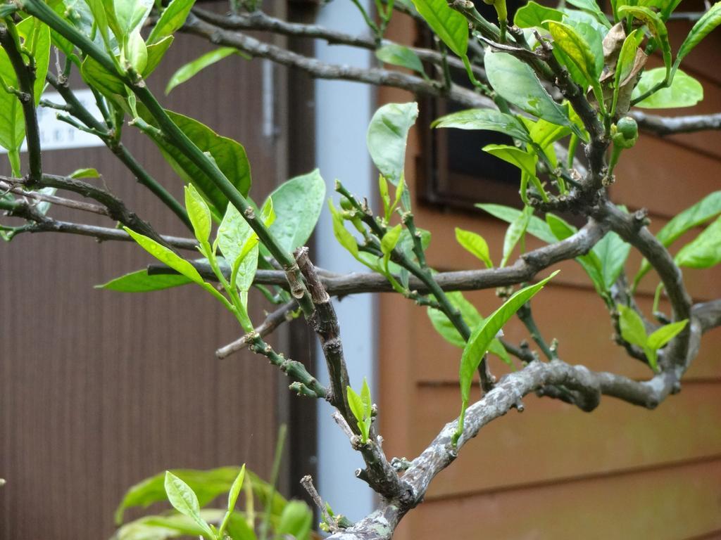 Hotel Funamiso Hachijo Zewnętrze zdjęcie